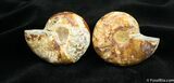 Scarce Inch Desmoceras Ammonite #1503-2